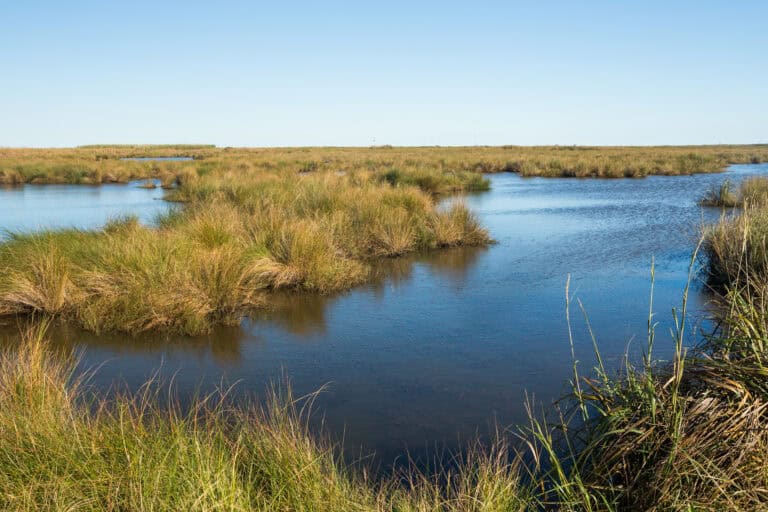 A calm marsh landscape with patches of tall grass, like those explored by Leadership Louisiana, under a clear blue sky.
