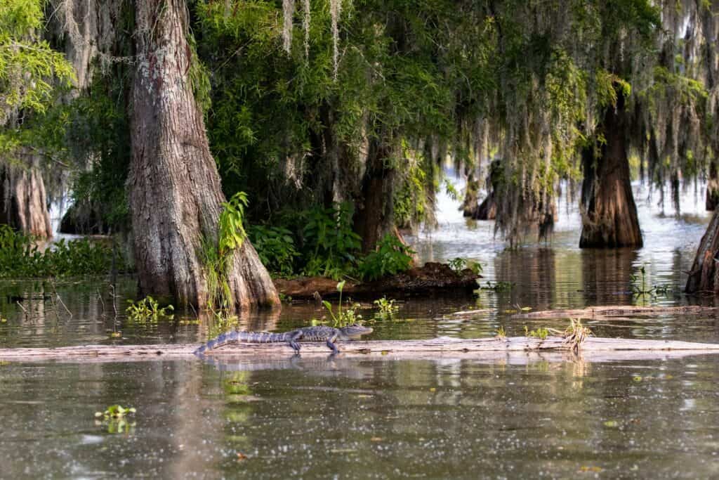 green trees on body of water during daytime